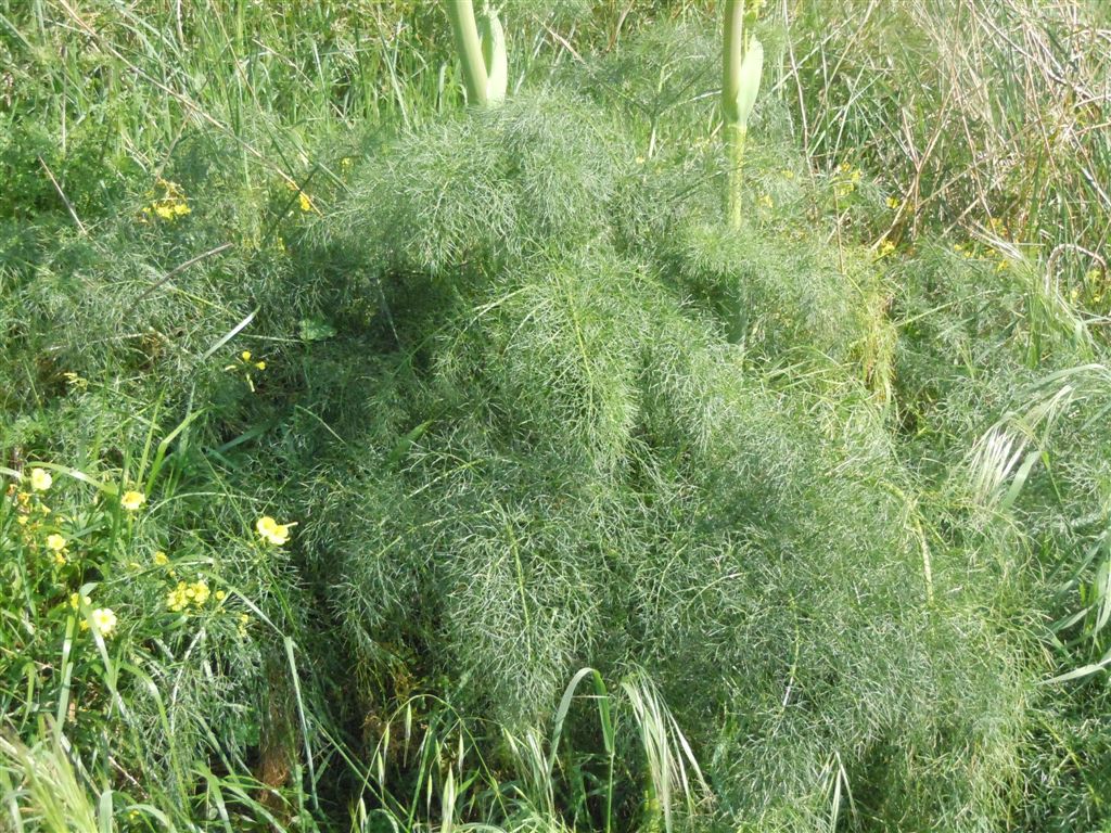 Ferula communis / Ferula comune